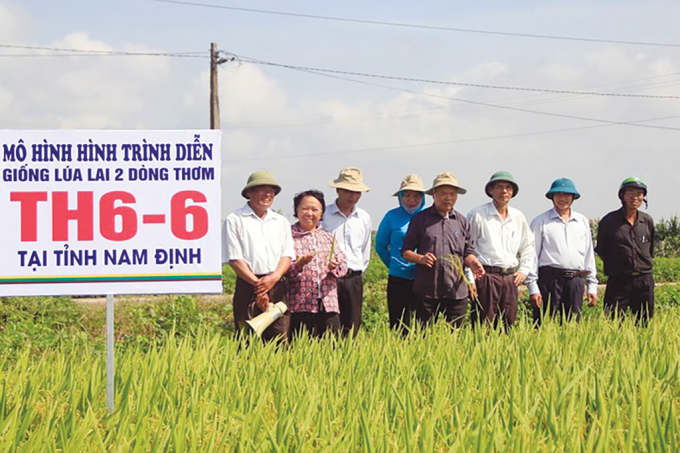 PGS.TS Nguyễn Thị Trâm và câu chuyện về những giống lúa lai “bạc tỷ”