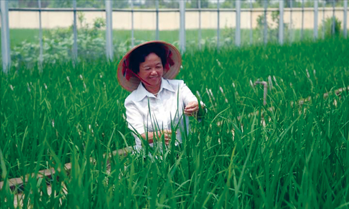 PGS.TS Nguyễn Thị Trâm và câu chuyện về những giống lúa lai “bạc tỷ”