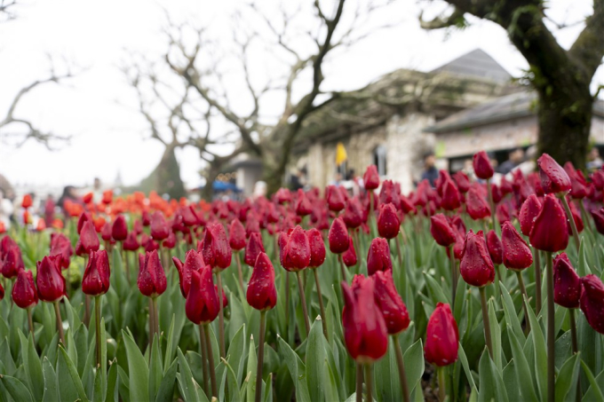 Hàng trăm ngàn bông tulip thuộc 45 loài đang nở rộ trên đỉnh Bà Nà, biến nơi đây thành “xứ sở Hà Lan” thu nhỏ.