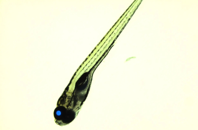 Dạng ấu trùng của cá ngựa vằn biến đổi gen có dấu hiệu chọn lọc protein huỳnh quang màu lục lam trong mắt của chúng (Ảnh: Đại học Macquarie)