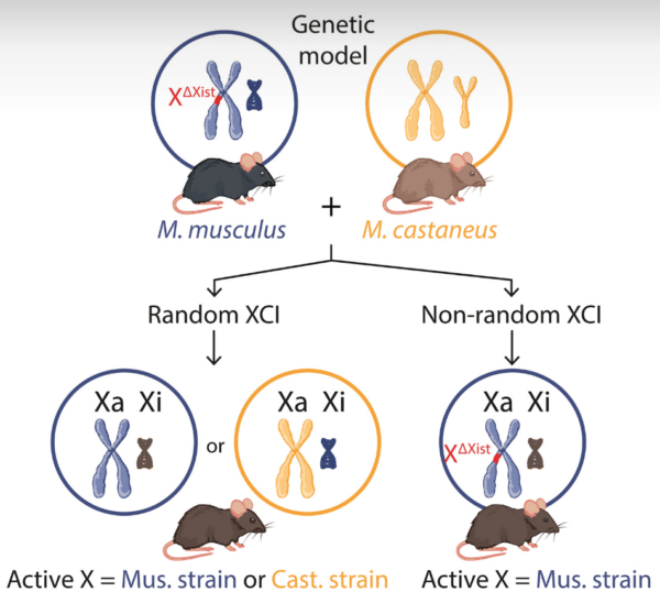 Chuột M. musculus XX bị mất đoạn Xist được lai với chuột M. castaneus XY. Thế hệ XX không bị mất đoạn Xist (bên trái) trải qua quá trình bất hoạt nhiễm sắc thể X ngẫu nhiên. Thế hệ XX bị mất đoạn Xist (bên phải) chứa một nhiễm sắc thể X hoạt động hoàn toàn từ chủng M. musculus và một nhiễm sắc thể X không hoạt động từ chủng M. castaneus.