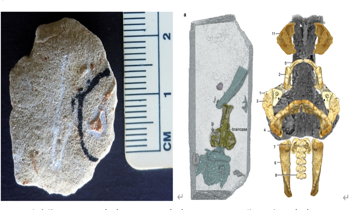 Palaeospondylus chỉ dài vài centimet, có thân hình mảnh như lươn và xương khớp kỳ dị.