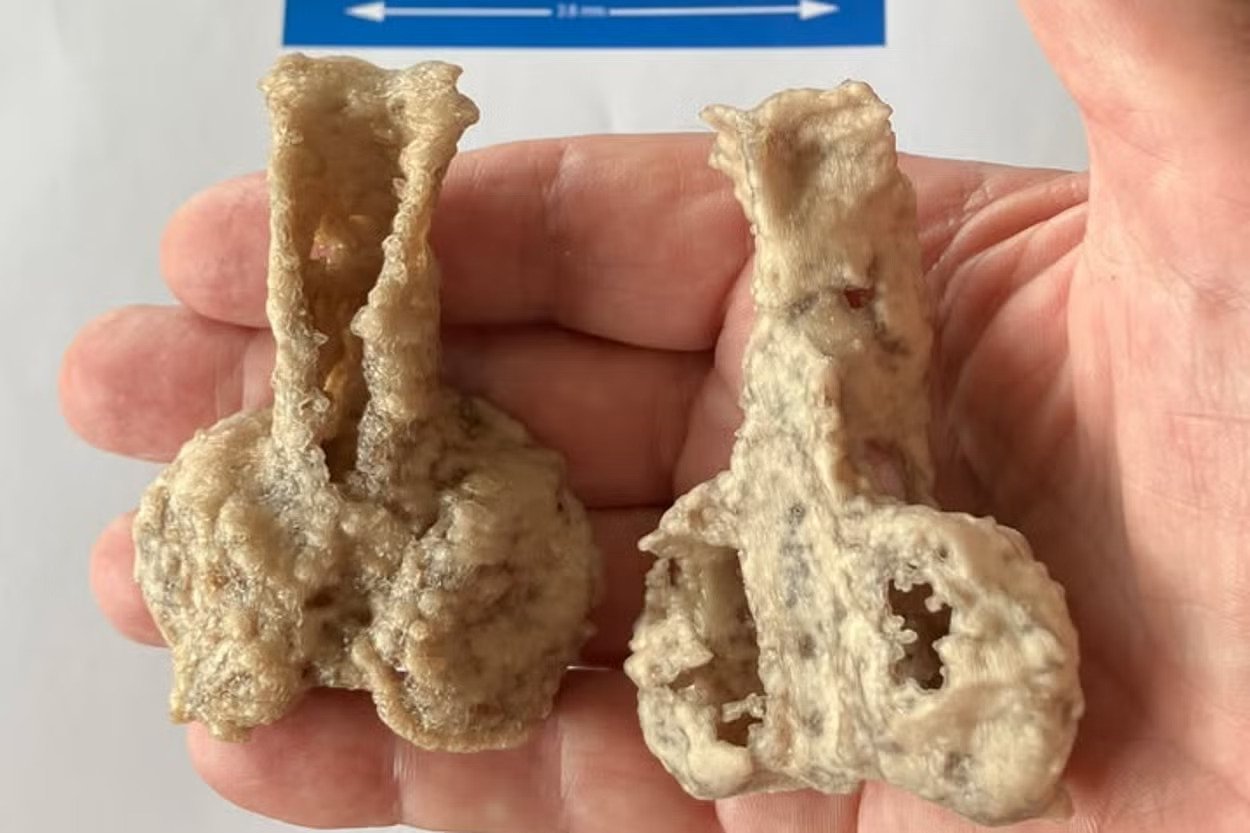 Bản in 3D của mẫu vật Palaeospondylus australis được phóng to x20 (Ảnh: Queensland Museum)