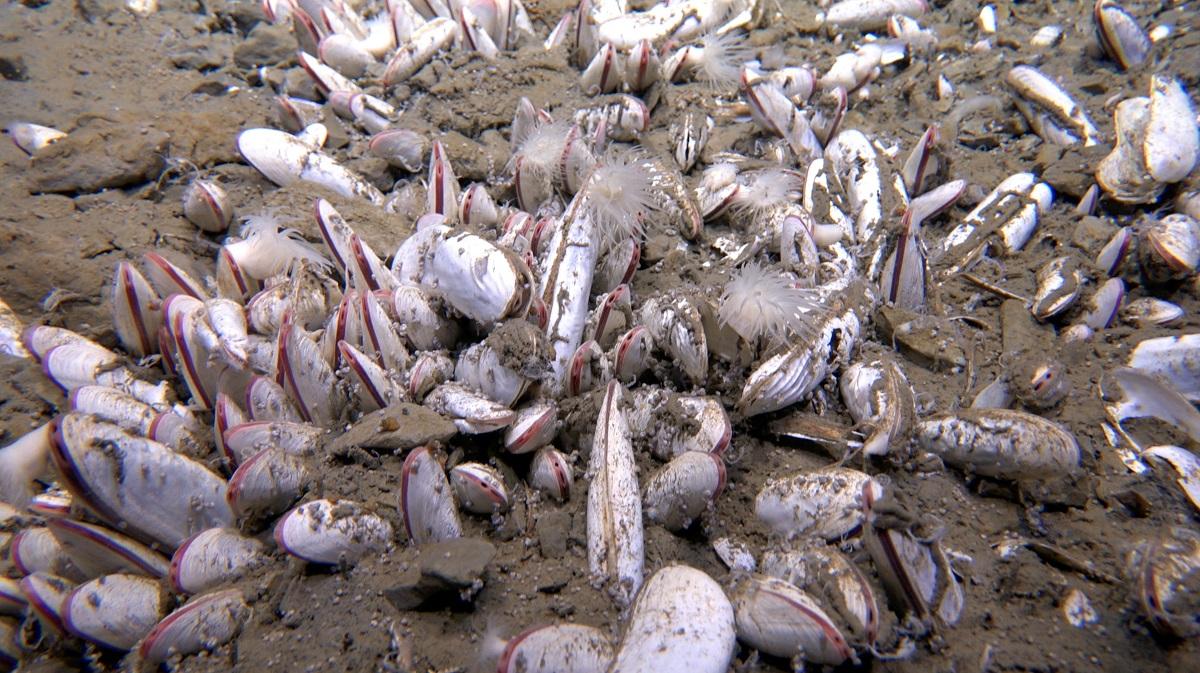 Một quần thể nhuyễn thể dày đặc được gọi là vesicomyid bivalves được nhìn thấy trong trầm tích đáy biển của một rãnh đại dương sâu ở độ sâu 5.743 mét