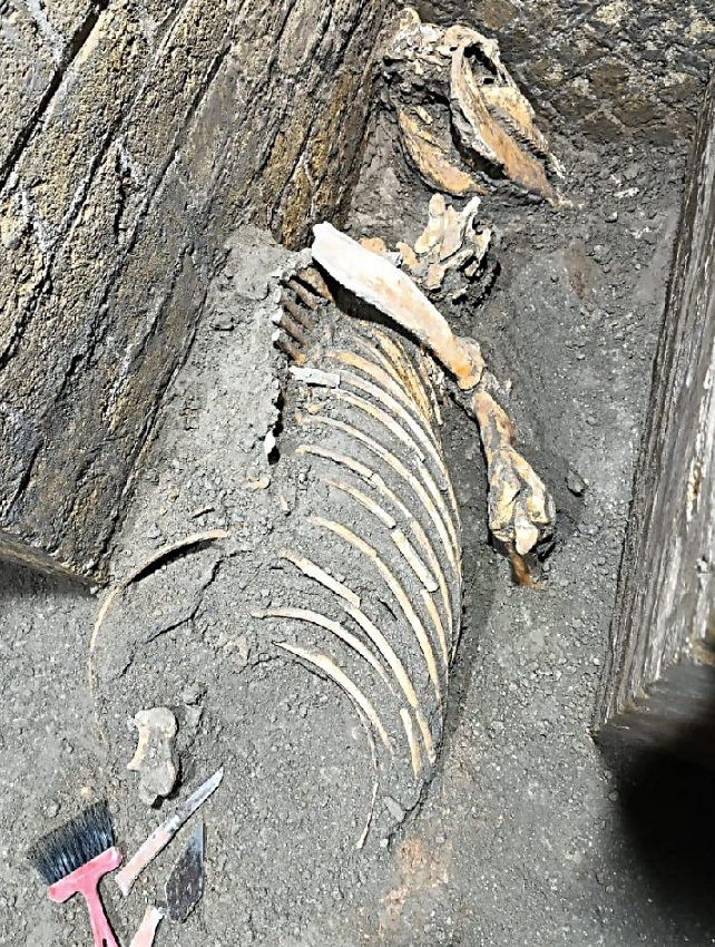 Phát hiện dấu vết sự sống ở Pompeii sau thảm họa núi lửa lịch sử