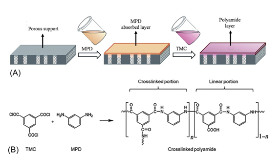 A) Quy trình hình thành màng mỏng và B) phản ứng hình thành lớp màng mỏng poly amide của màng FO
