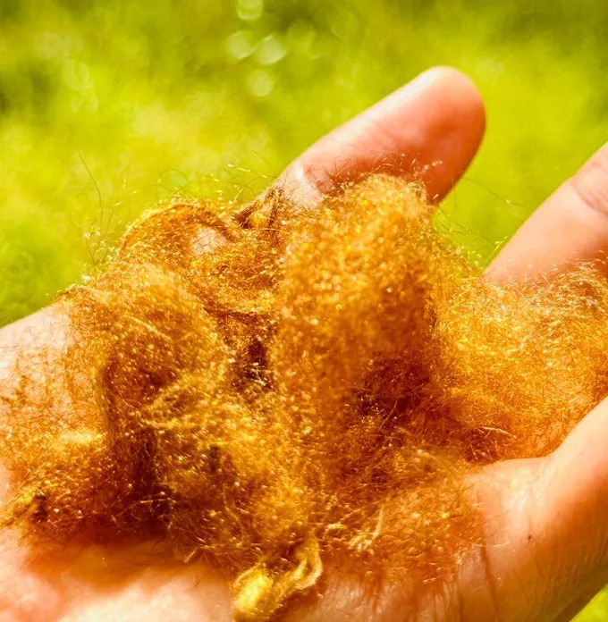 Hàn Quốc tái sinh vải vàng huyền thoại từ phế phẩm loài sò
