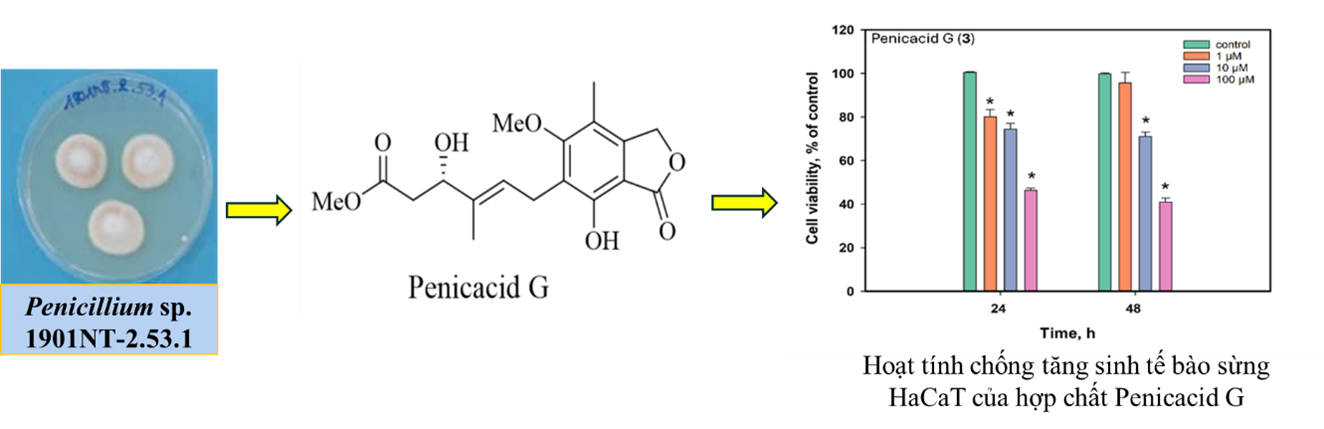 Hợp chất penicacid G thu nhận từ chủng vi nấm Penicillium sp. 1901NT-2.53.1