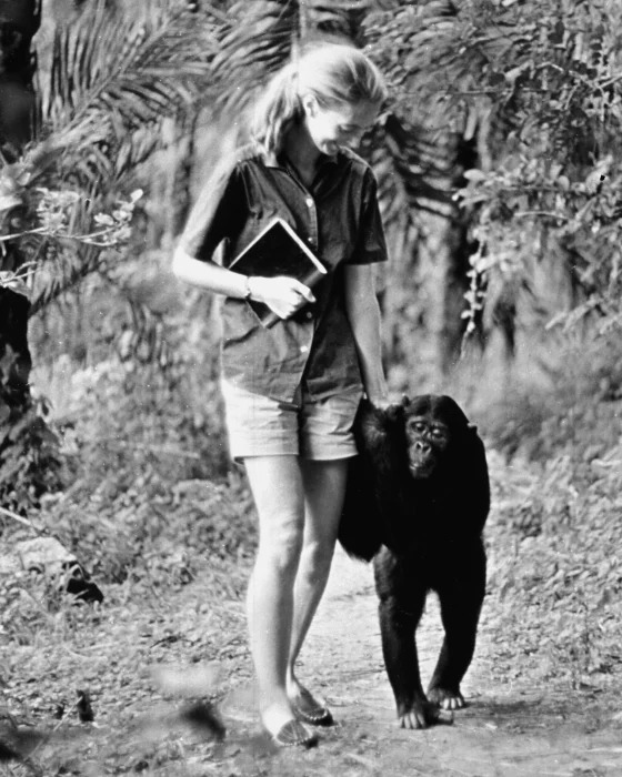 Jane Goodall xuất hiện trong chương trình truyền hình đặc biệt 
