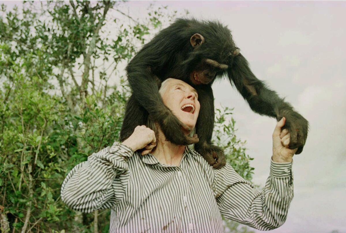Huyền thoại Jane Goodall và di sản bất tử của người phụ nữ thay đổi cách ta nhìn về động vật
