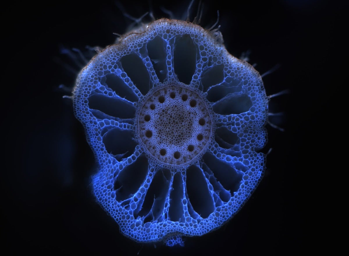 Nhóm nghiên cứu từ Đại học Kansas đã tiến hành phân tích di truyền trên cả vi khuẩn và thực vật để hiểu rõ hơn ở cấp độ phân tử về cách thức các hiệu ứng di truyền có thể hoạt động. Hình ảnh là mặt cắt ngang của một rễ ngô trong nghiên cứu.