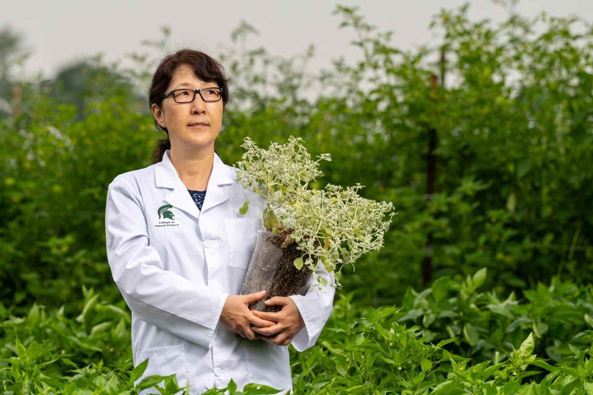 Bà Sue Rhee, Giám đốc Viện Khả năng phục hồi của thực vật thuộc MSU, là một trong những nhà nghiên cứu của Khoa Khoa học Tự nhiên đang nỗ lực để giúp thực vật có khả năng chống chịu khí hậu tốt hơn.