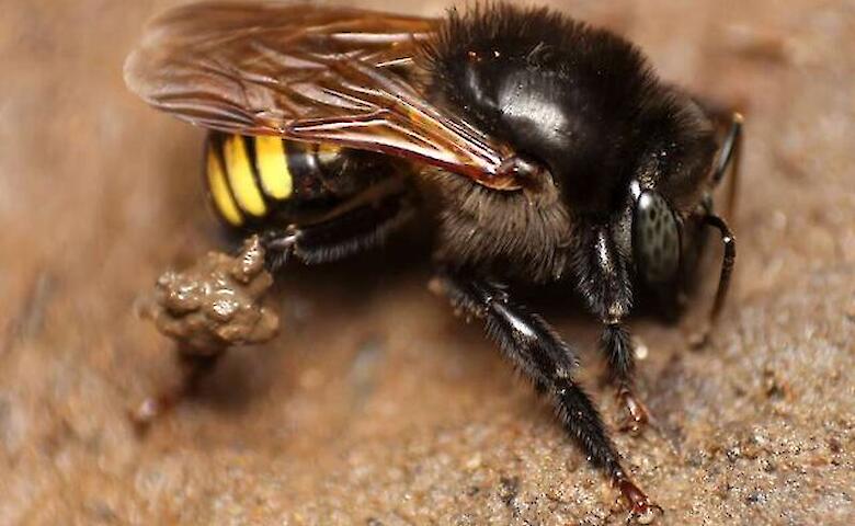 Một trong những loại mật ong được thử nghiệm có nguồn gốc từ ong mandaçaia (Melipona quadrifasciata)