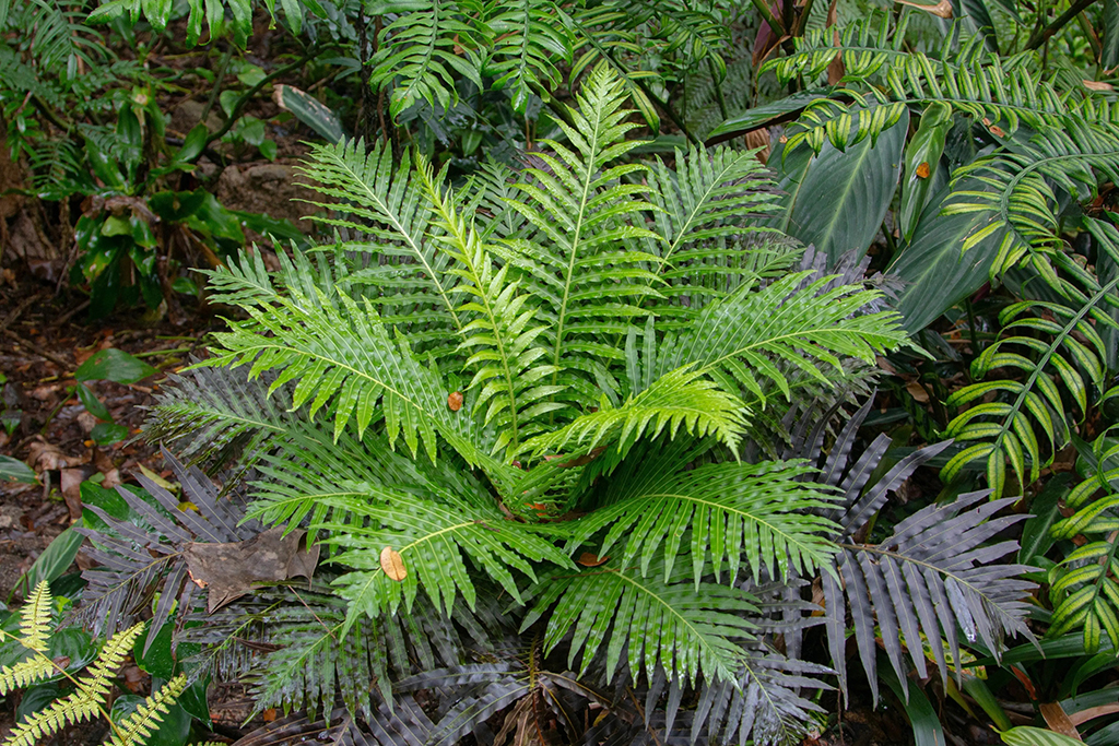 Lần đầu phát hiện dương xỉ có khả năng “tinh luyện” đất hiếm