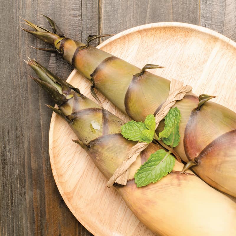 Các nhà khoa học hé lộ những giá trị dinh dưỡng bất ngờ từ măng tre