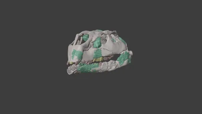 Hình tái tạo hộp sọ của loài khủng long mới