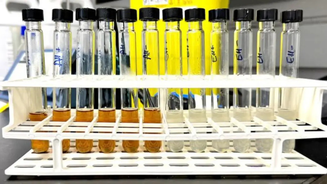 Phản ứng hydro hóa vi sinh sử dụng hóa chất (trái) và enzym (phải) từ bánh mì.