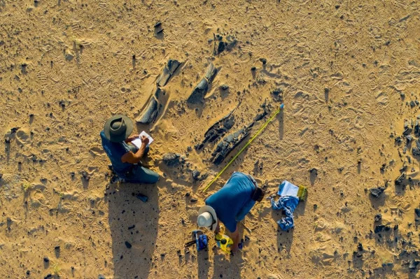 Các nhà cổ sinh vật học Paul Sereno và Dan Vidal ghi chép về một chi sau khổng lồ của một loài khủng long mới với xương đùi dài gần 2 mét tại địa điểm khai quật Jenguebi ở Niger