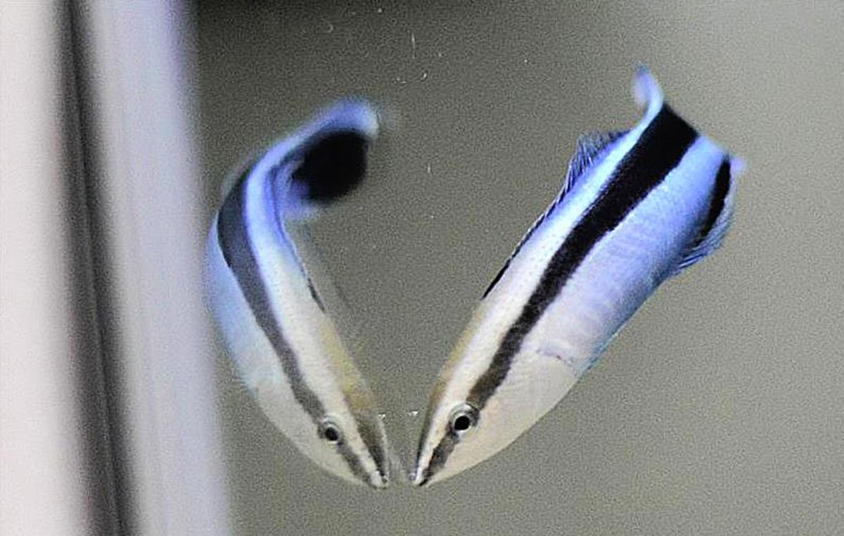 Bất ngờ loài cá sở hữu trí thông minh của động vật có vú, có khả năng tự nhận thức