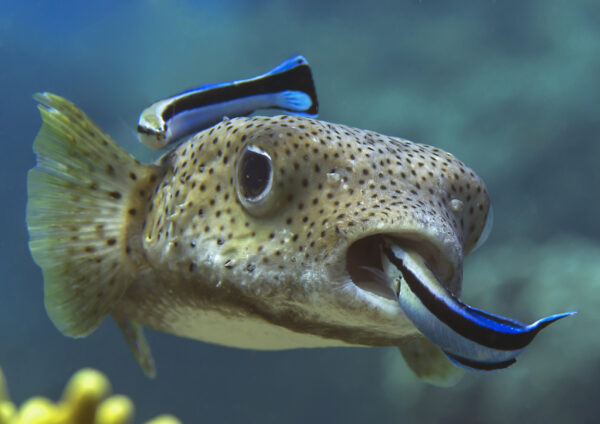 Trong tự nhiên, loài cá này được biết đến với 