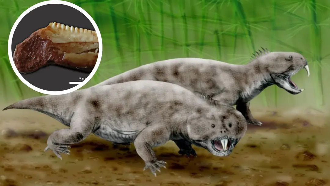 Ảnh phác họa loài Hyperodapedontinae Rhynchosaur