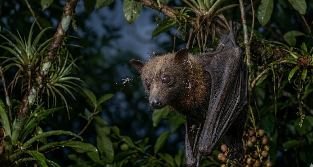 Trung Quốc nghiên cứu chiến lược tiêm phòng cho dơi bằng muỗi