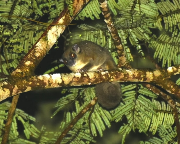 Loài sóc bay đuôi vòng được phát hiện sống trong rừng mưa nhiệt đới và là một nhóm phân loại mới của động vật có túi.