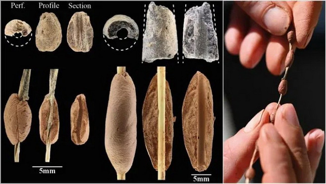 Kho báu trang sức tiền sử 12.000 năm hé lộ câu chuyện về sự kết nối của loài người