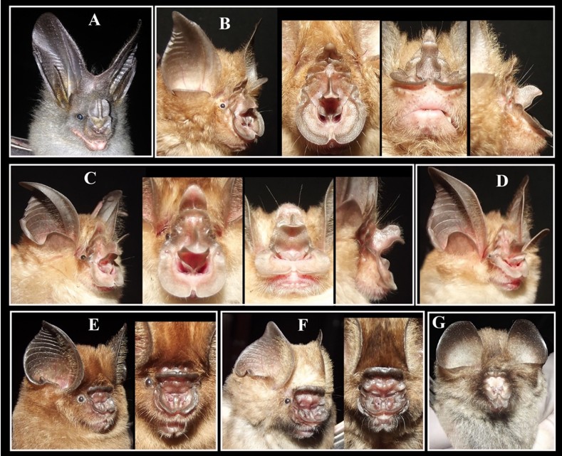   Các loài dơi ghi nhận lần đầu tại Đồng bằng sông Cửu Long  A–Megaderma spasma, B–R. thailandensis*, C–R. cf. macrotis, D–R. marshalli,E–H. kingstonae*, F–H. galeritus, and G–Coelops frithii. * Loài mới cho khu hệ Việt Nam  