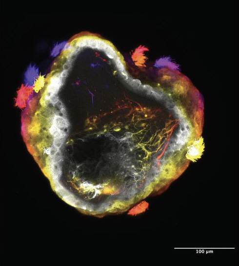 Neurobot có bề mặt được cấu tạo từ các tế bào chuyên biệt và một hệ thần kinh điều khiển chuyển động.