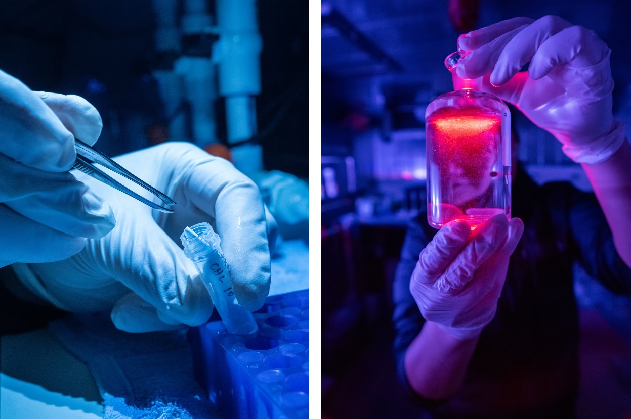 Allison đang kiểm tra các mẫu vật từ vùng biển phía Nam của Nam Cực trên tàu nghiên cứu R.V. Falkor của Viện Hải dương học Schmidt