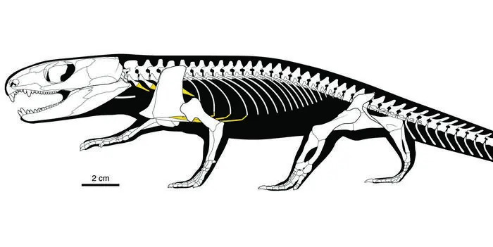 Hình minh họa sơ đồ toàn thân nhìn từ bên trái, mô tả các thành phần sụn màu vàng, được mô tả trong nghiên cứu.