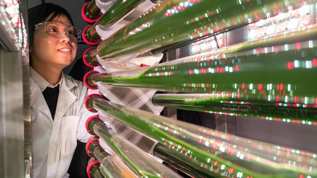 Nữ giáo sư Susie Dai