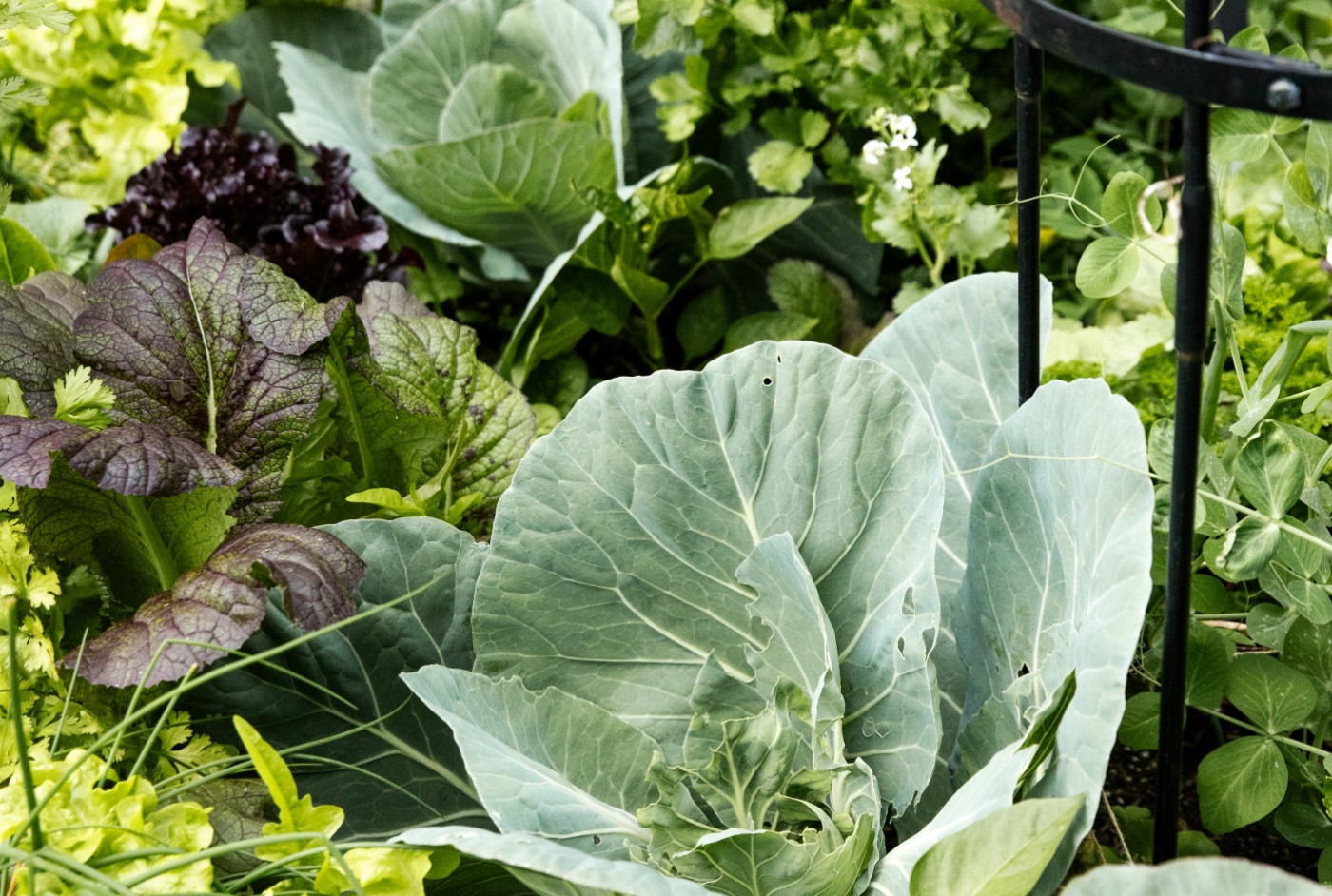 Phát hiện khả năng “chiết xuất” kim loại độc từ đất ô nhiễm của các loại rau họ cải