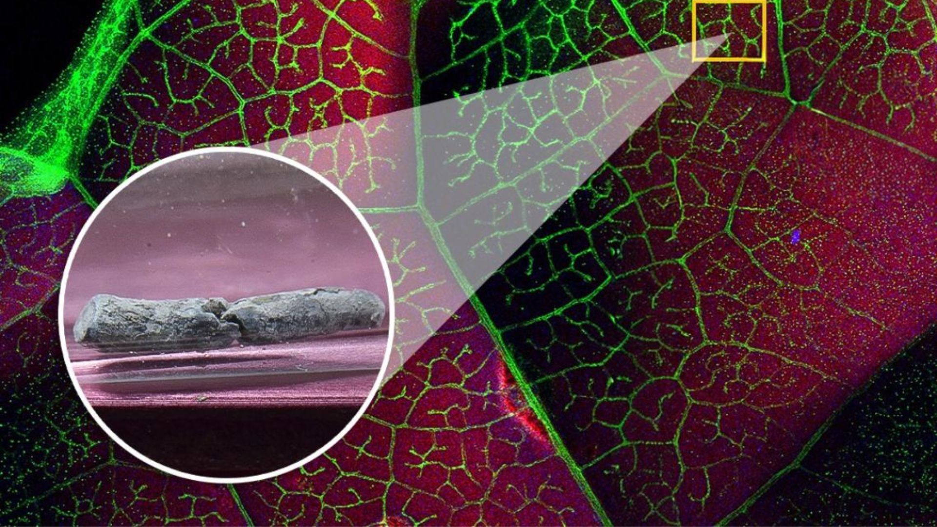 Hình minh họa về quá trình chiết xuất thallium từ cải xoăn