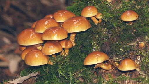 Nấm nameko là thực phẩm phổ biến tại Nhật Bản