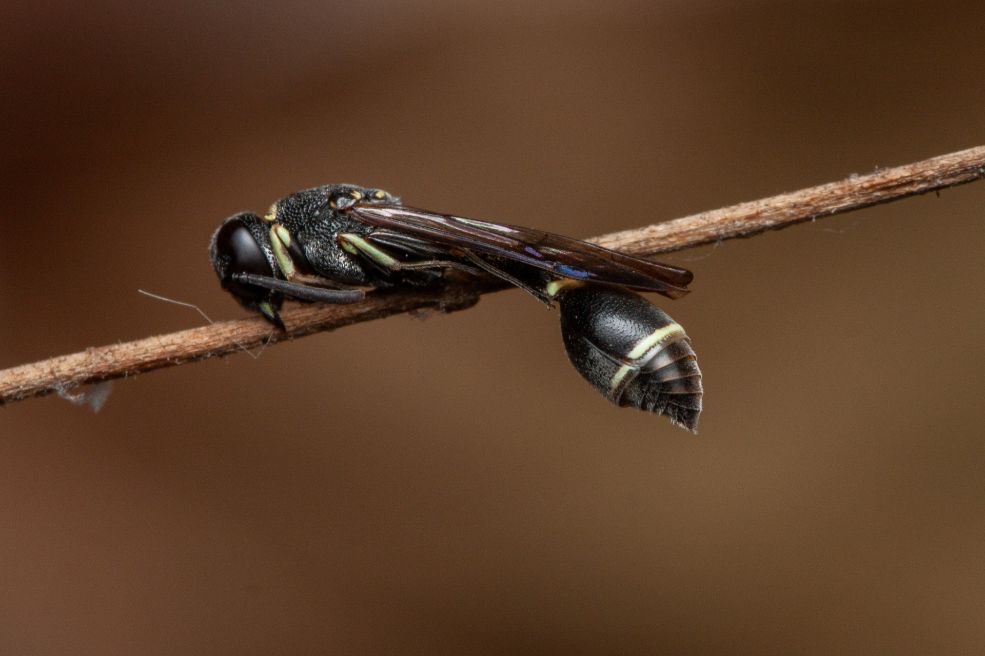Việt Nam ghi nhận nhiều loài ong mới tại dãy Trường Sơn