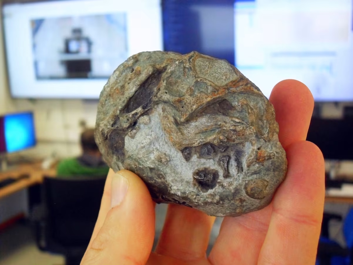 Hóa thạch 250 triệu năm hé lộ tổ tiên động vật có vú từng đẻ trứng