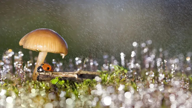 Nấm có thể ảnh hưởng đến thời tiết và tạo mưa