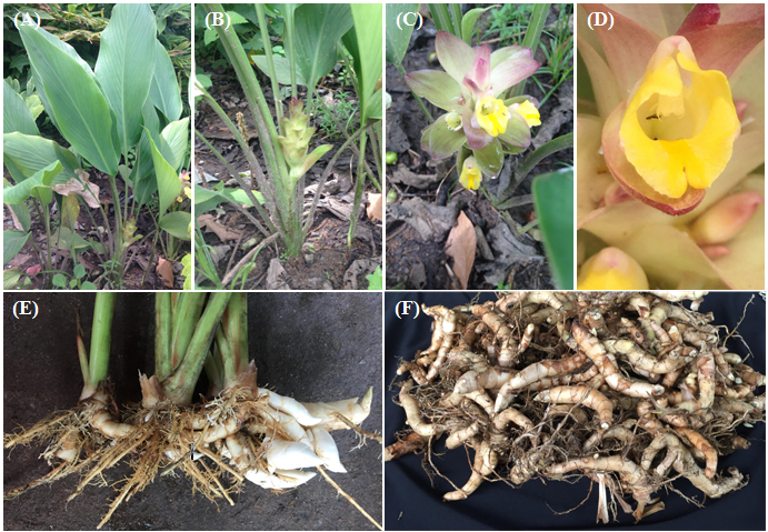Đặc điểm hình thái của cây Nghệ trắng (Curcuma aromatica Salisb): lá (A, B), hoa (C, D), rễ (E) và thân rễ (F)