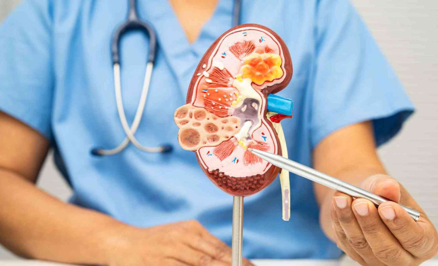 Các nhà khoa học tìm ra cách giúp thận có thể tự chữa lành
