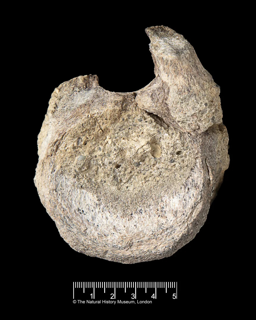 Mẫu hóa thạch này là một đốt sống thuộc về loài Titanosaur.