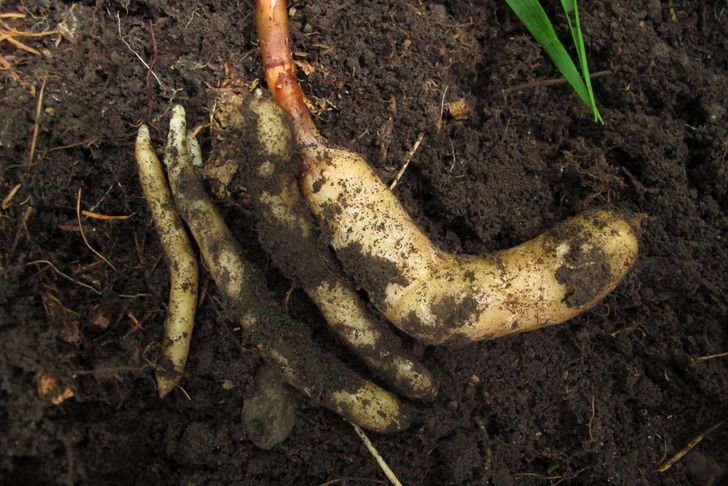 Củ Gastrodia elata, một loại cây được biết đến với tên gọi địa phương là