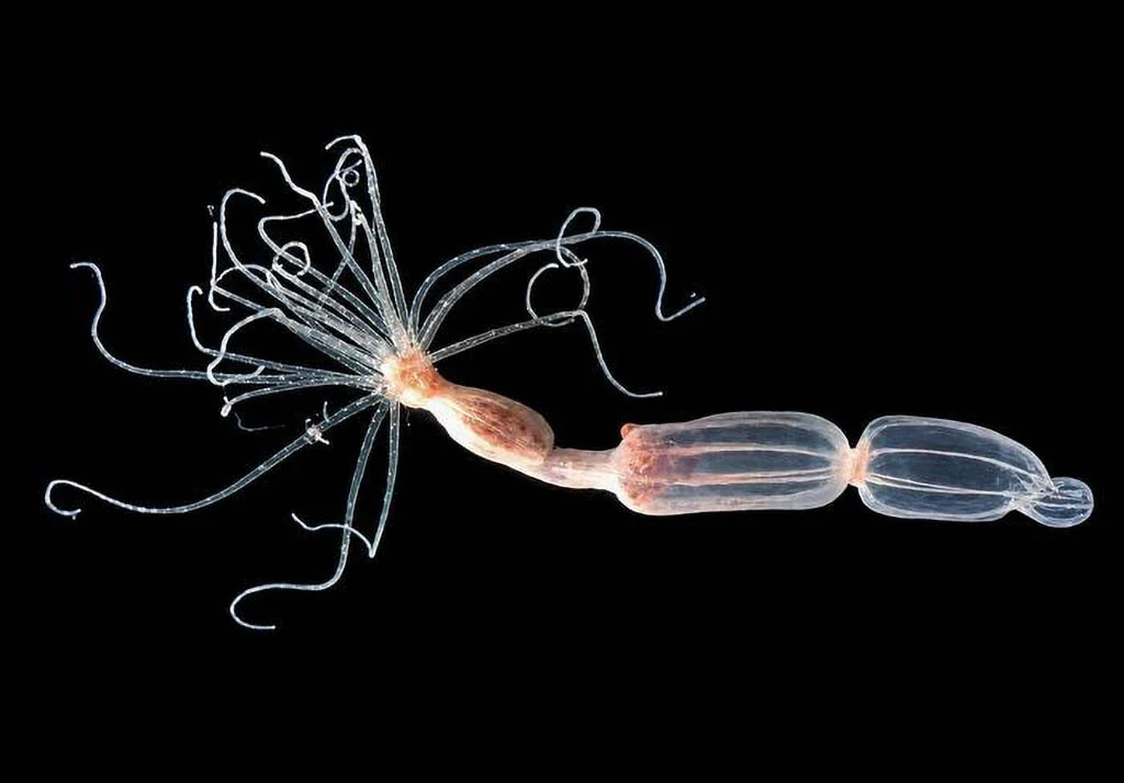 Loài hải quỳ Nematostella vectenis (hải quỳ sao) trong phòng thí nghiệm.