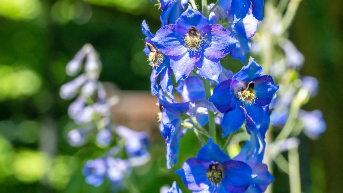 cây phi yến (larkspur)
