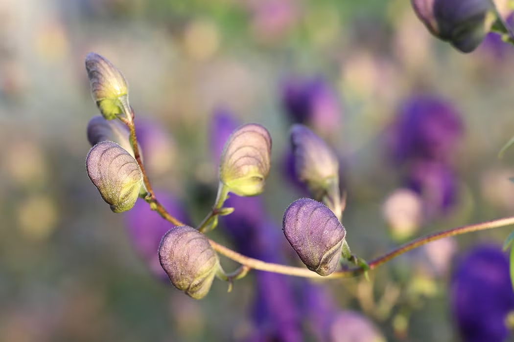 Cây ô đầu (wolfsbane)
