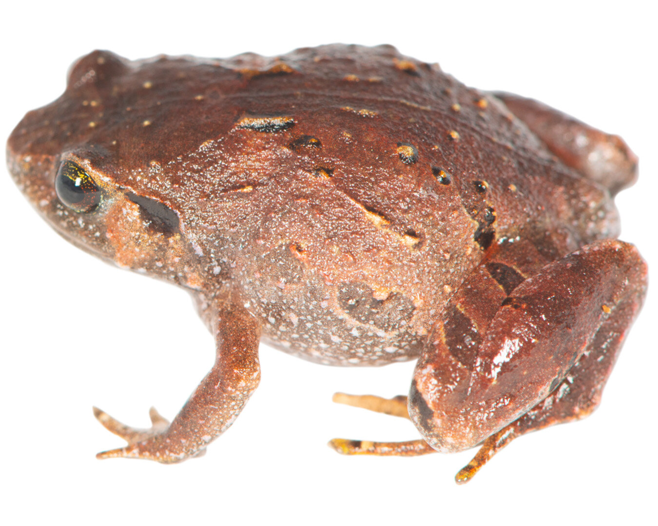 Rhombophryne mavokely, một trong những loài ếch kim cương mới ở Madagascar.