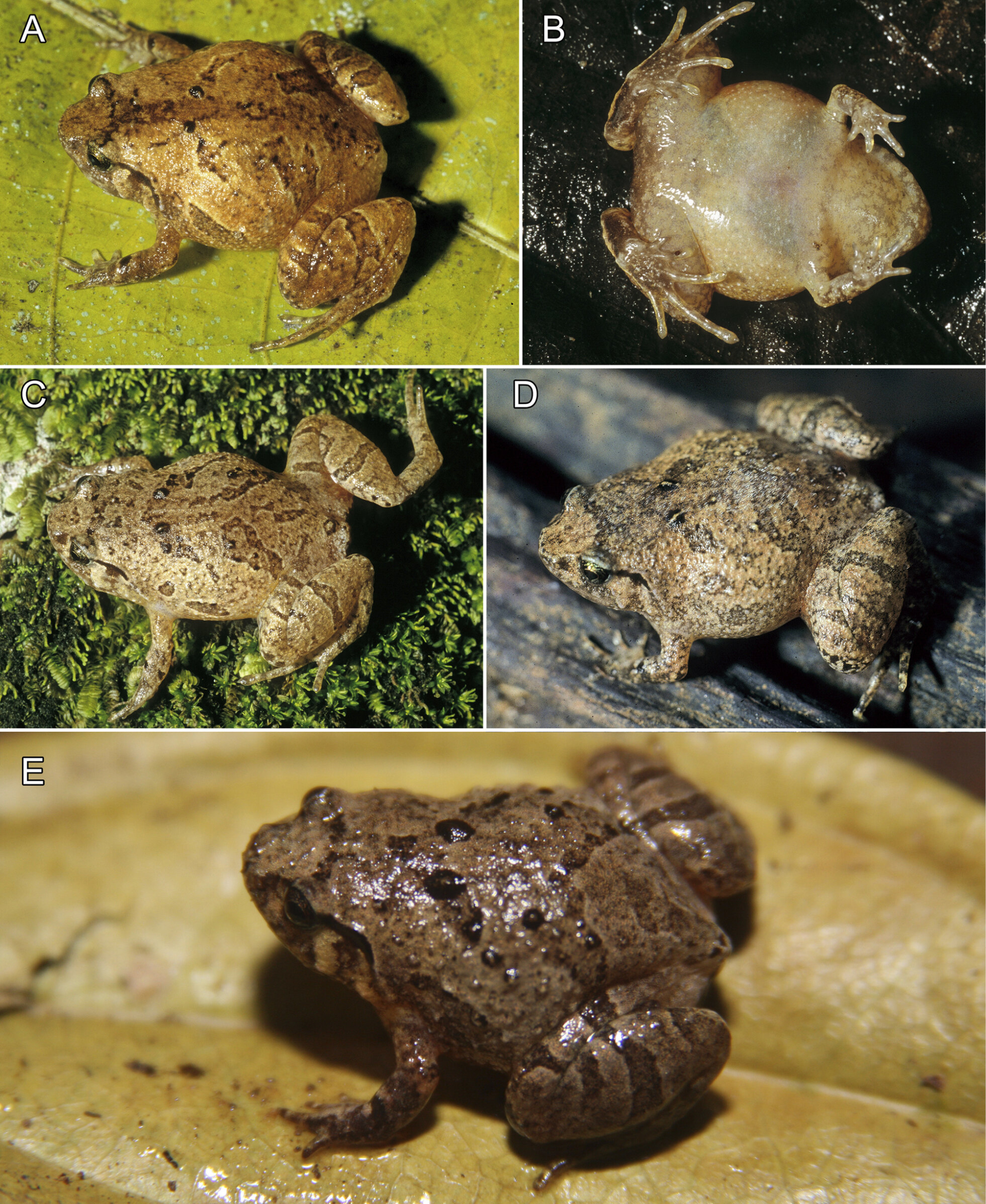 Loài Rhombophryne mangabensis