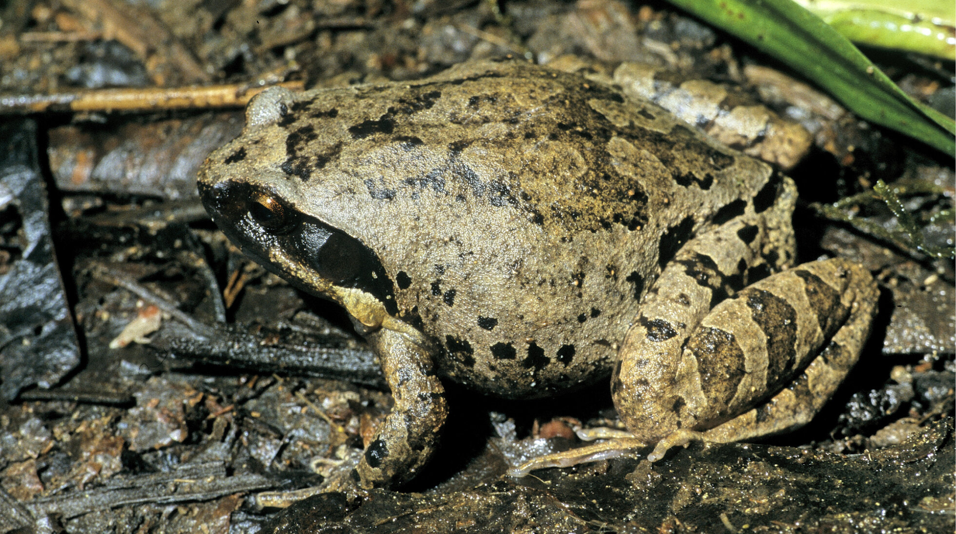 Loài Rhombophryne nilevina