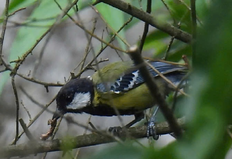 Bạc má bụng vàng Parus monticolus tại Hung Trâu